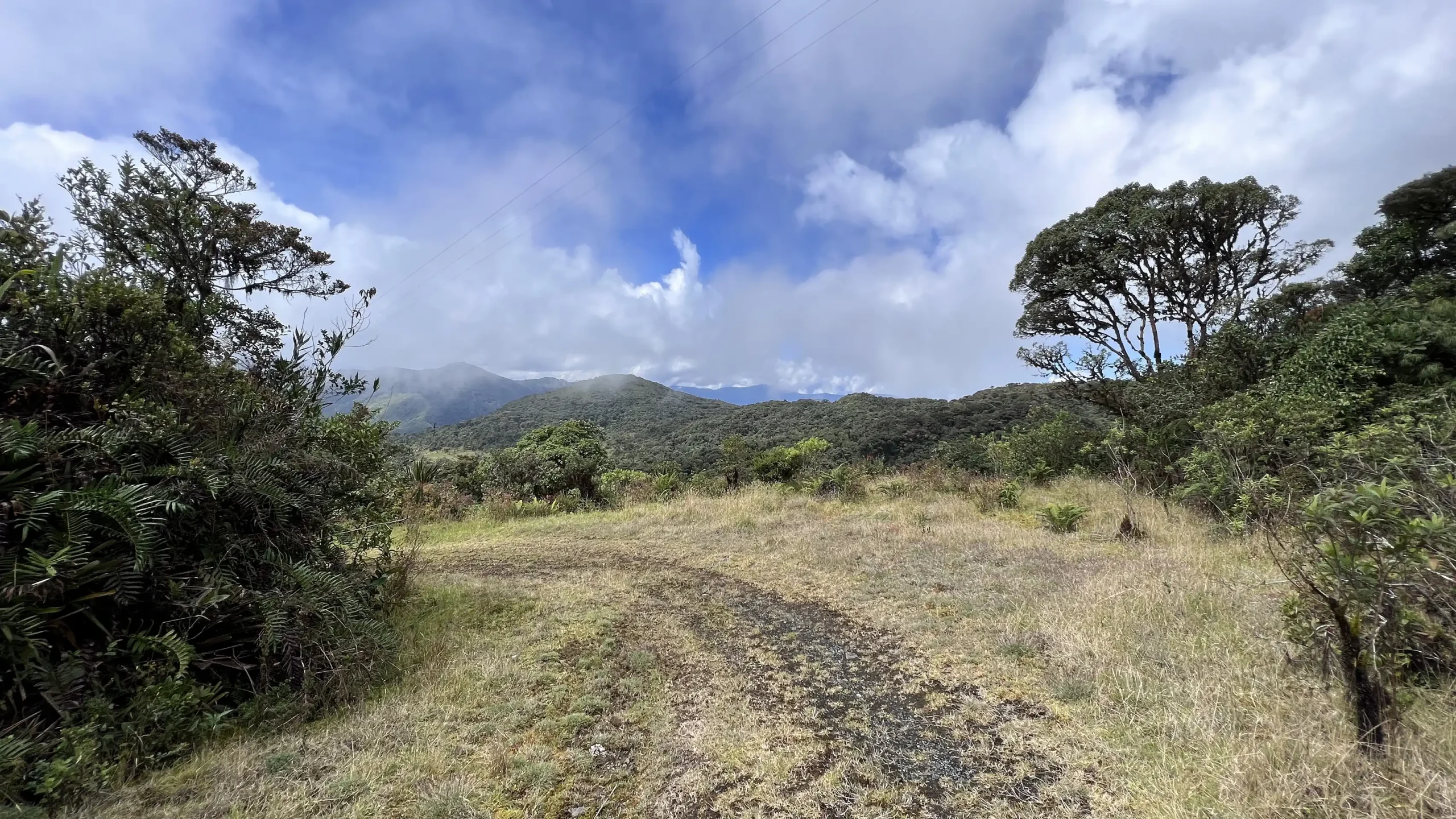 Bosque alto andino